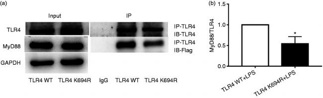 CD284 (TLR4) Antibody in Western Blot (WB)