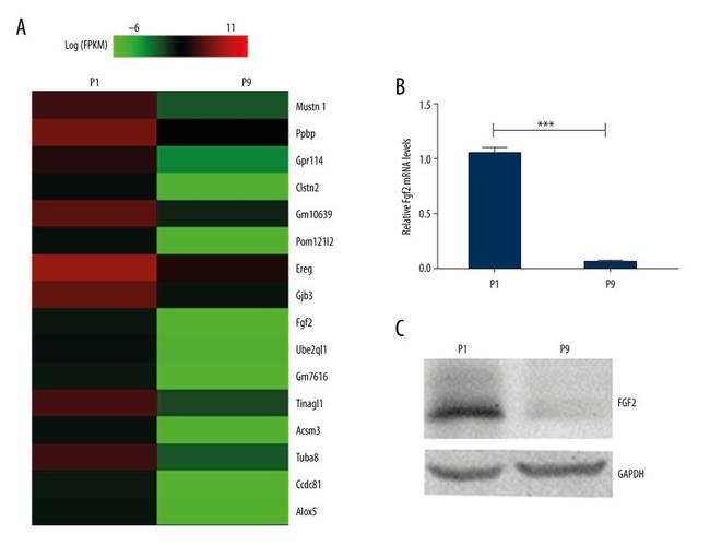 FGF2 Antibody in Western Blot (WB)