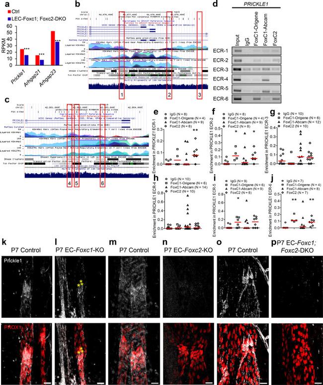 PRICKLE1 Antibody in Immunohistochemistry (IHC)