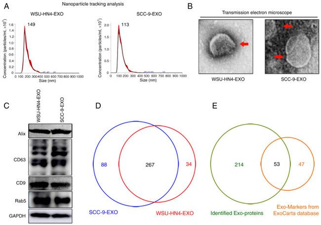 CD63 Antibody in Western Blot (WB)