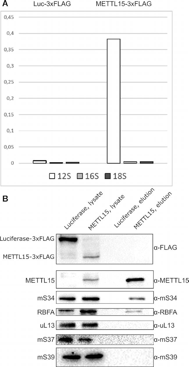 METTL15 Antibody in Western Blot (WB)