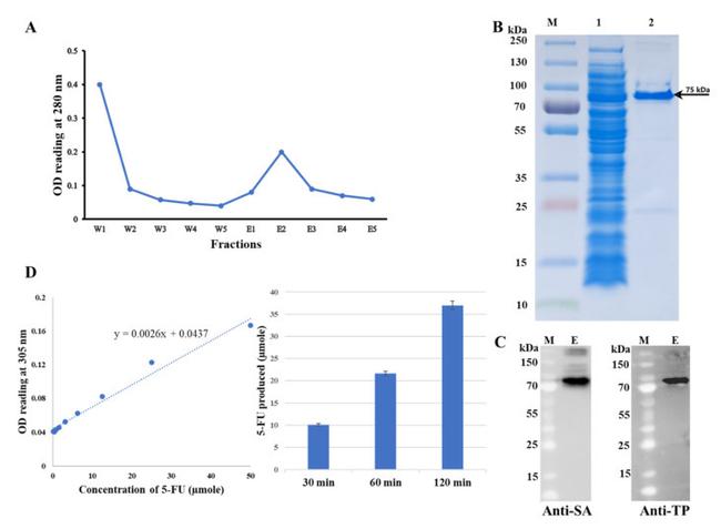 Streptavidin Antibody in Western Blot (WB)
