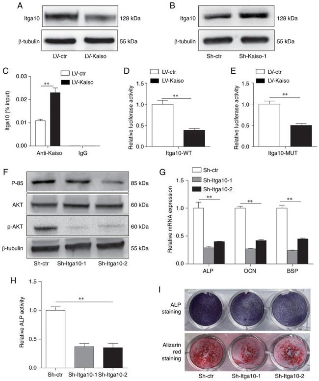 ITGA10 Antibody in Western Blot (WB)