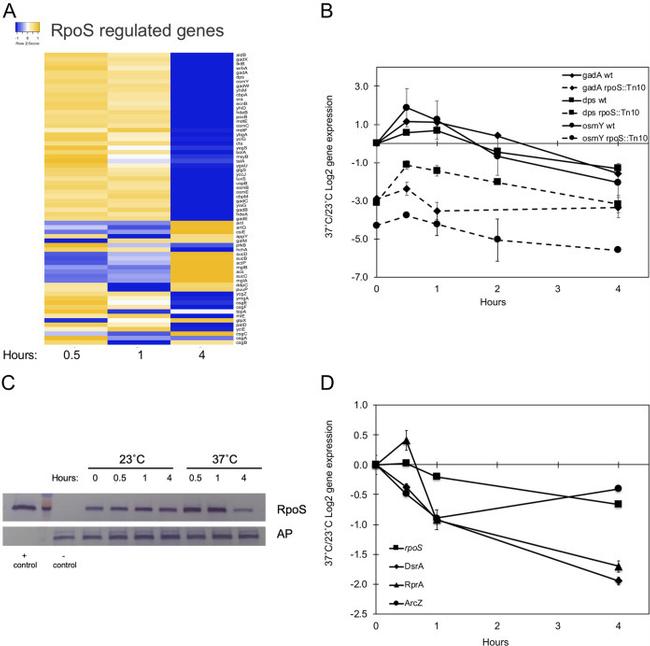 Bacterial Alkaline Phosphatase Antibody in Western Blot (WB)