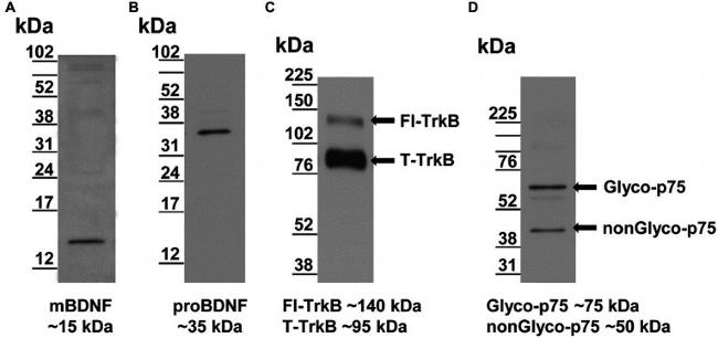 proBDNF Antibody in Western Blot (WB)