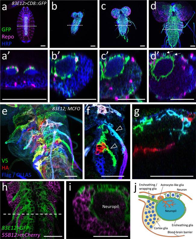 mCherry Monoclonal Antibody (16D7) (M11217)