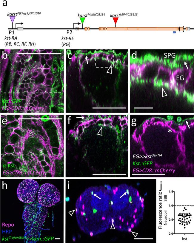 mCherry Monoclonal Antibody (16D7) (M11217)