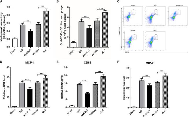 Ly-6G/Ly-6C Antibody in Flow Cytometry (Flow)