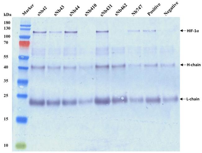 6x-His Tag Antibody in Immunoprecipitation (IP)