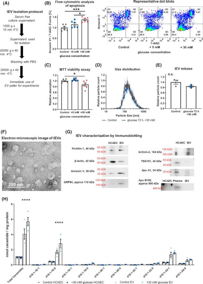 Apolipoprotein B Antibody in Western Blot (WB)