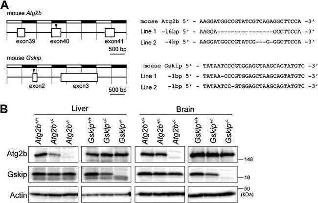 C14orf129 Antibody in Western Blot (WB)