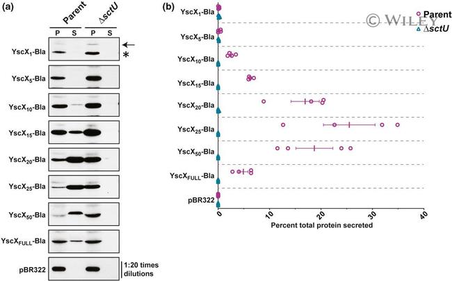 beta Lactamase Antibody in Western Blot (WB)