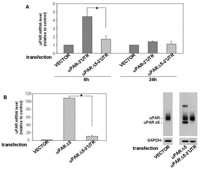 uPAR Antibody in Western Blot (WB)