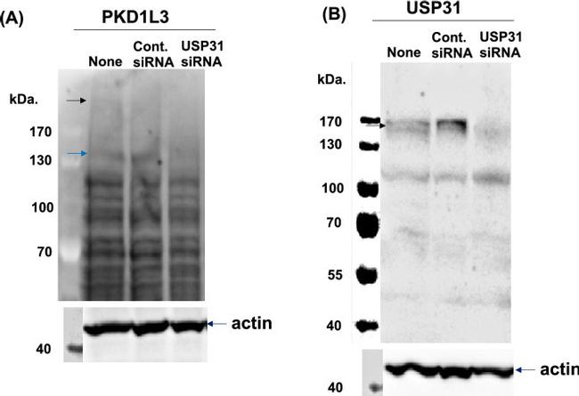 PKD1L3 Antibody in Western Blot (WB)