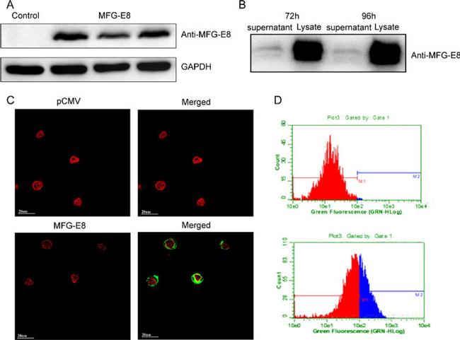 MFGE8 (Lactadherin) Antibody in Western Blot, Immunocytochemistry, Flow Cytometry (WB, ICC/IF, Flow)