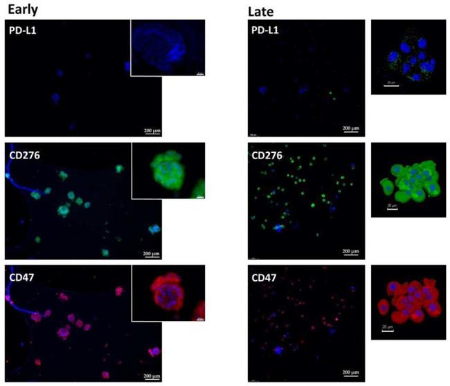 CD274 (PD-L1, B7-H1) Antibody in Immunohistochemistry (Paraffin) (IHC (P))