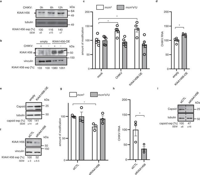 KIAA1456 Antibody in Western Blot (WB)