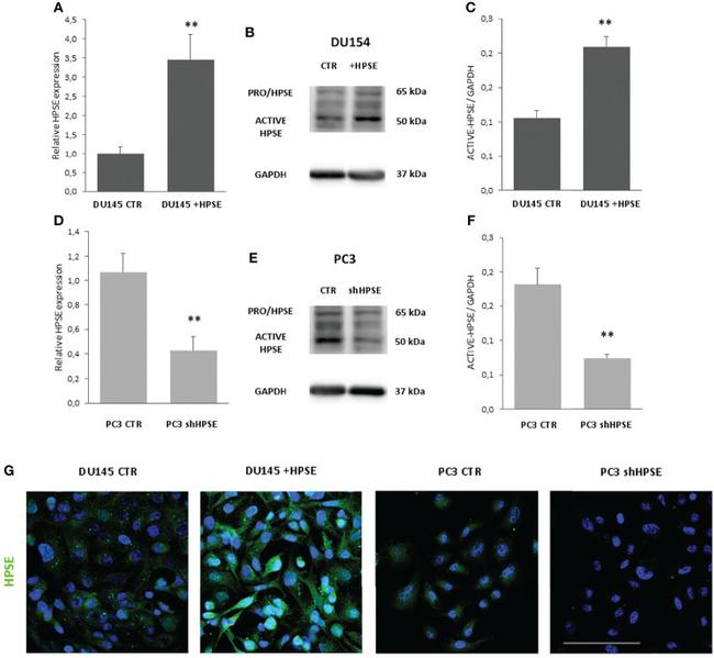 HPa1 Antibody in Western Blot, Immunocytochemistry (WB, ICC/IF)
