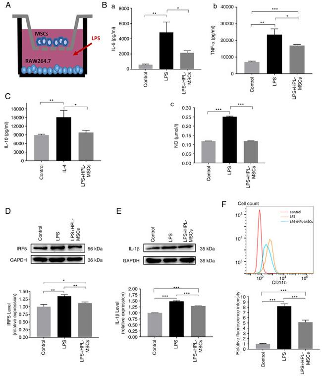 CD11b Antibody in Flow Cytometry (Flow)