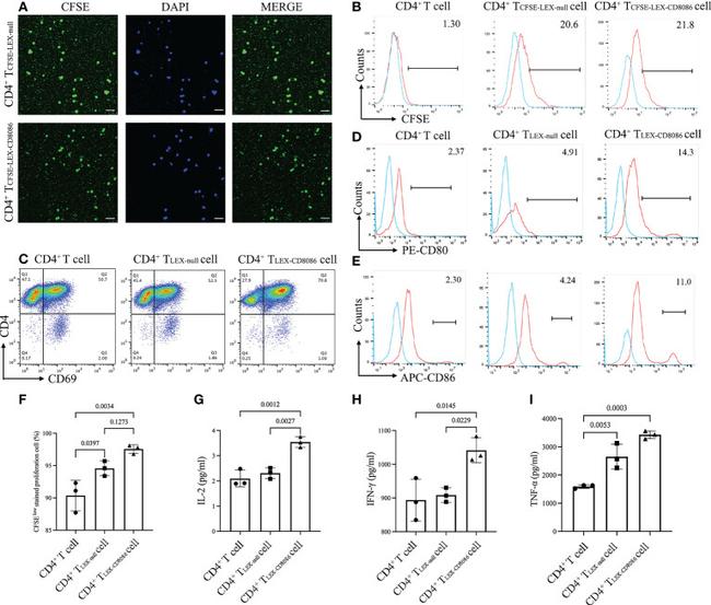 Cd69 Icon CD69 Monoclonal Antibody (H1.2F3), FITC (11-0691-82)