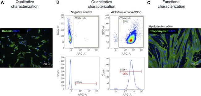CD56 Antibody in Flow Cytometry (Flow)