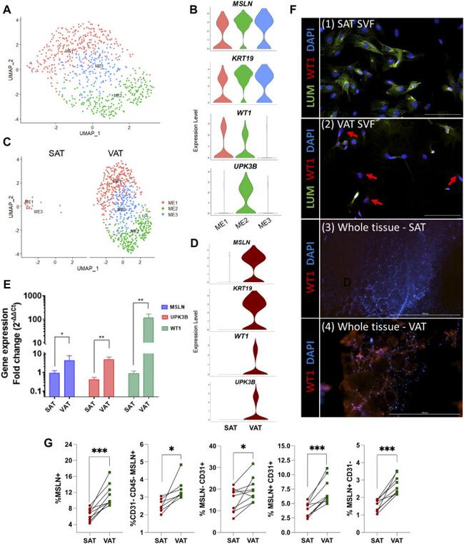 CD31 Antibody in Flow Cytometry (Flow)