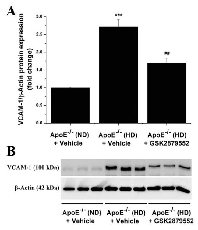 VCAM-1 Antibody in Western Blot (WB)