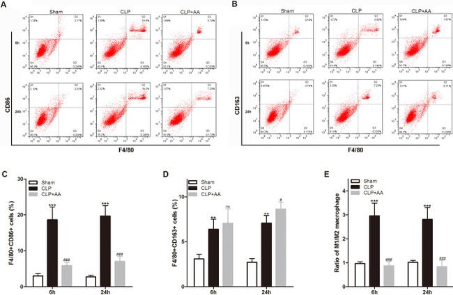 CD163 Antibody in Flow Cytometry (Flow)