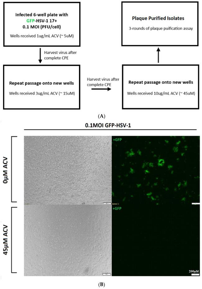 HHV-1 TK Antibody in Western Blot (WB)
