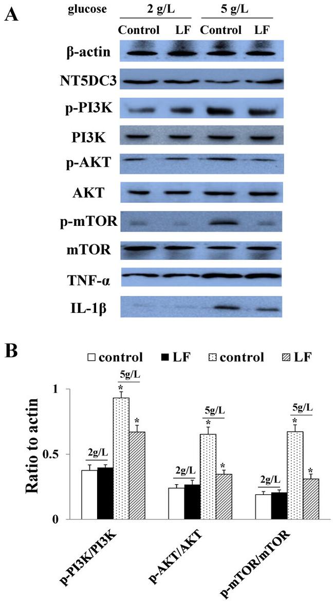 NT5DC3 Antibody in Western Blot (WB)