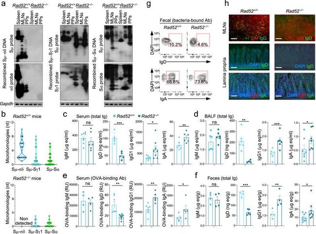 Mouse IgA Antibody in Flow Cytometry (Flow)