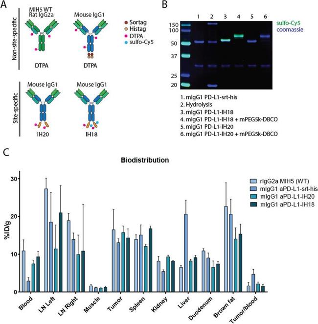 CD274 (PD-L1, B7-H1) Antibody in Flow Cytometry (Flow)