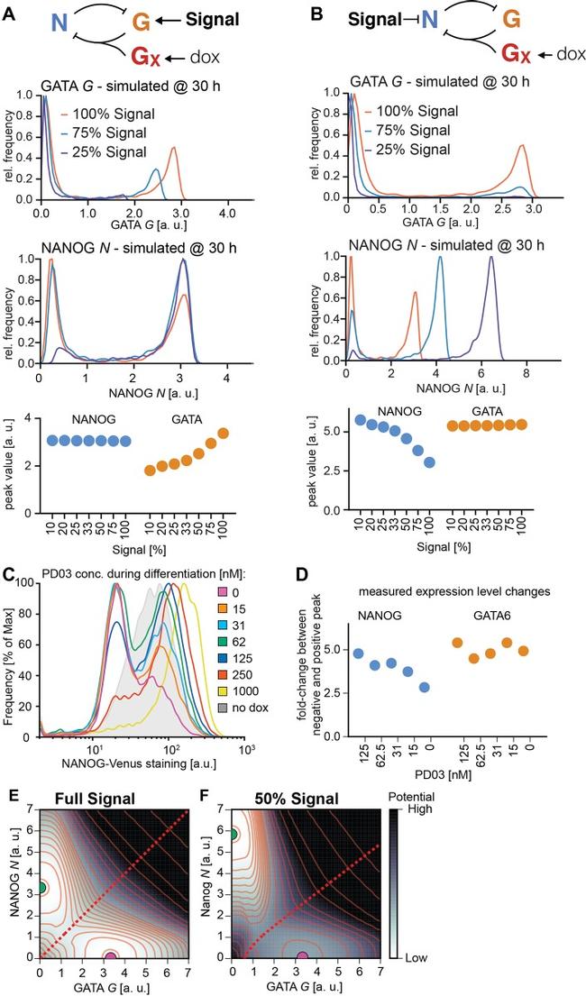 Nanog Antibody in Flow Cytometry (Flow)
