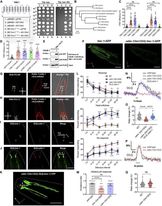 GFP Polyclonal Antibody, HRP (A10260)