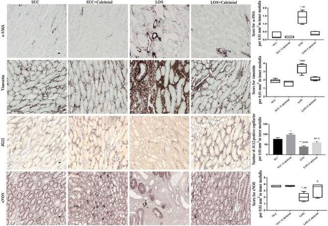 Aminopeptidase P Antibody in Immunohistochemistry (IHC)