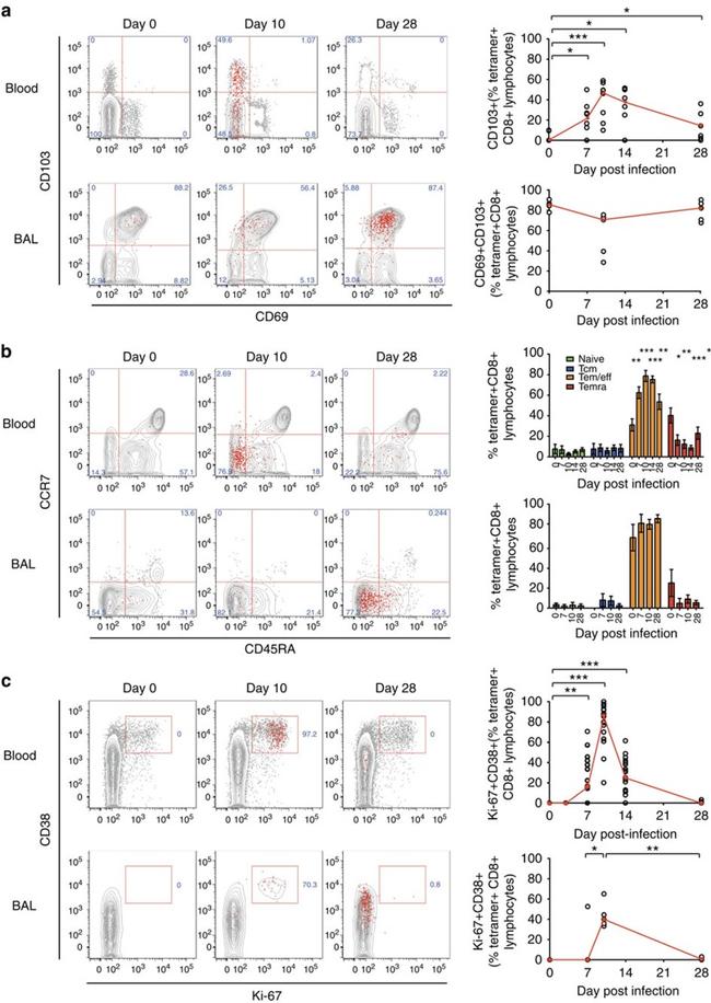 Cd69 Icon CD69 Monoclonal Antibody (FN50), PE (12-0699-42)