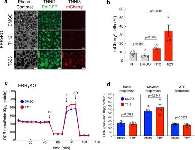 mCherry Monoclonal Antibody (16D7) (M11217)