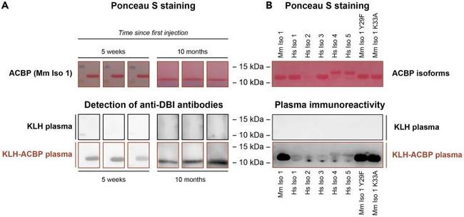 KLH Antibody in Western Blot (WB)