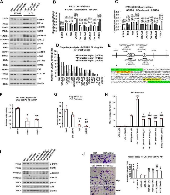 C/EBP delta Antibody in ChIP Assay (ChIP)