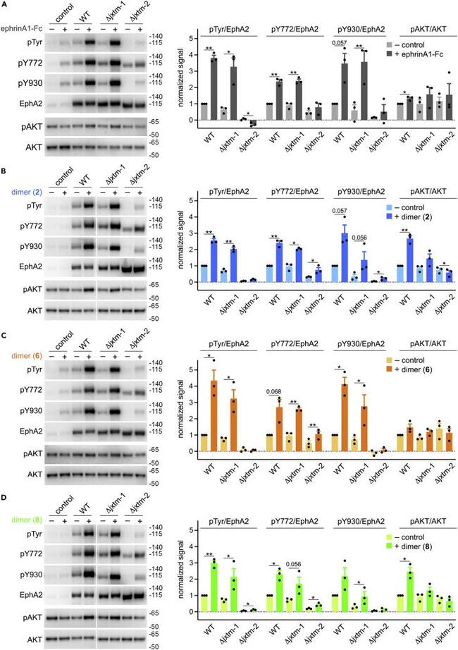Phospho-EphA2 (Tyr930) Antibody in Western Blot (WB)