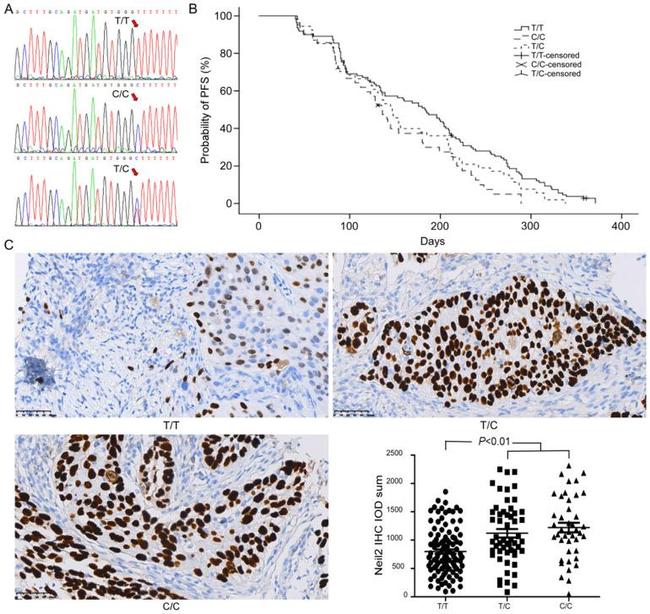 NEIL2 Antibody in Immunohistochemistry (IHC)