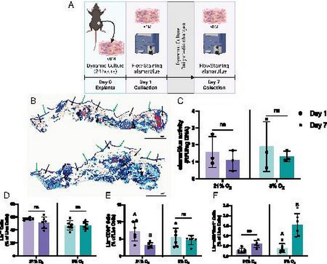CD34 Antibody in Flow Cytometry (Flow)