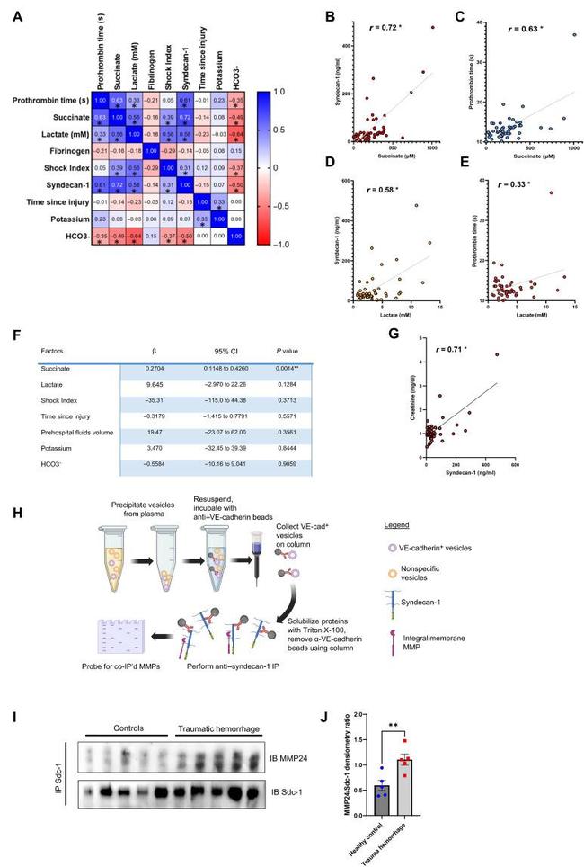 MMP24 Antibody in Immunoprecipitation (IP)