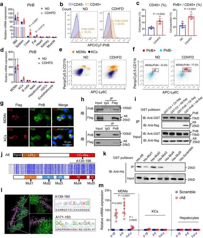 LILRB3 Antibody in Western Blot, Immunocytochemistry, Immunoprecipitation (WB, ICC/IF, IP)
