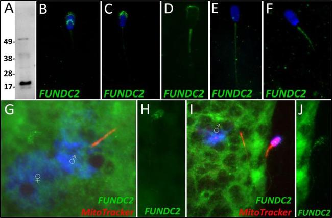 FUNDC2 Antibody in Western Blot (WB)