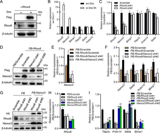 Rhox6 Antibody in Western Blot (WB)