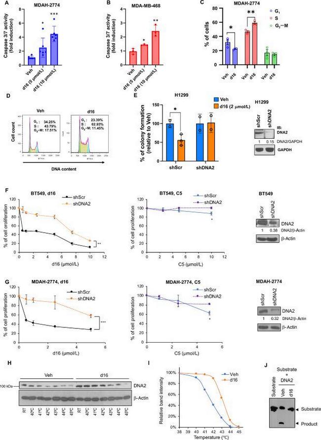 DNA2 Antibody in Western Blot (WB)