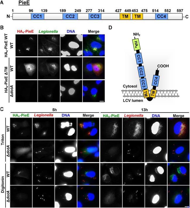 Legionella Antibody in Immunocytochemistry (ICC/IF)