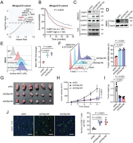 MHC Class I (H-2Kd/H-2Dd) Antibody in Flow Cytometry (Flow)