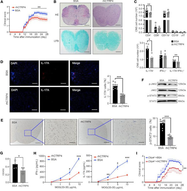 IL-17A Antibody in Immunohistochemistry (IHC)